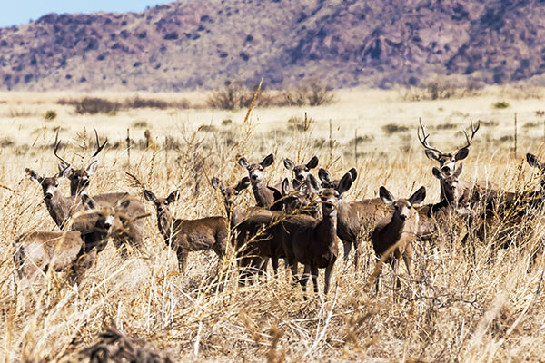 Mule Deer Odocoileus hemionus