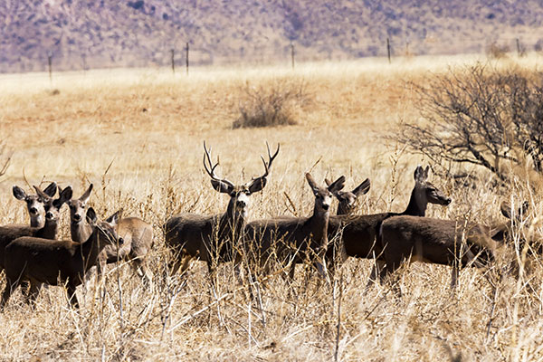 Mule Deer Odocoileus hemionus