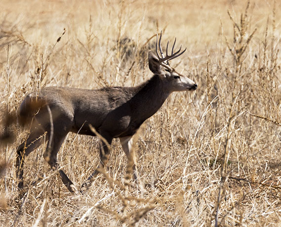 Mule Deer Odocoileus hemionus