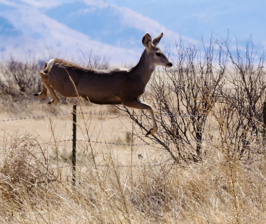 Mule Deer Odocoileus hemionus