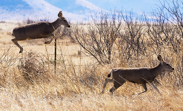 Mule Deer Odocoileus hemionus