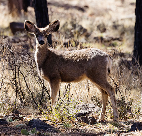 Mule Deer Odocoileus hemionus
