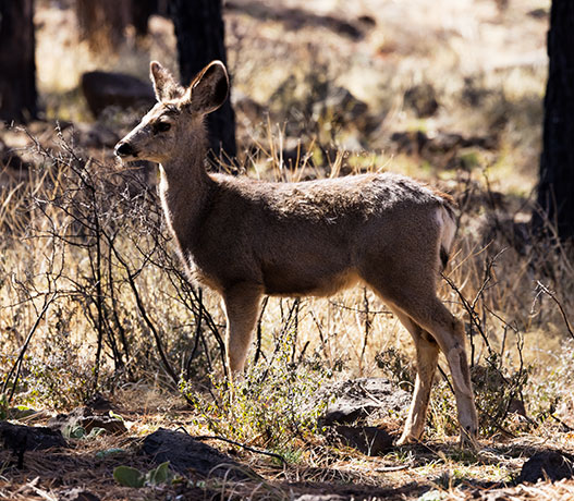 Mule Deer Odocoileus hemionus