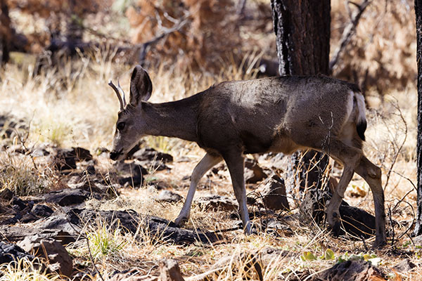 Mule Deer Odocoileus hemionus