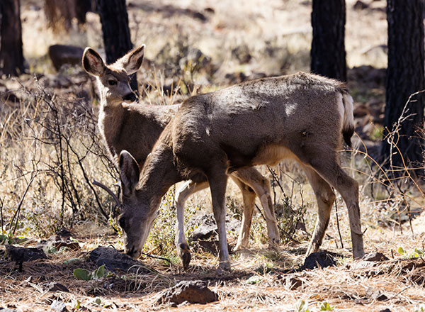 Mule Deer Odocoileus hemionus