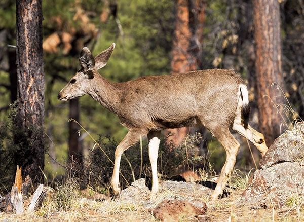 Mule Deer Odocoileus hemionus