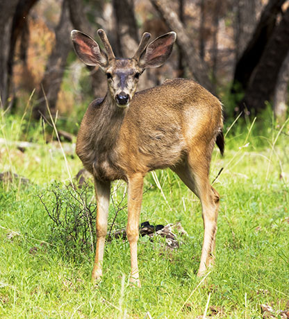 Mule Deer Odocoileus hemionus