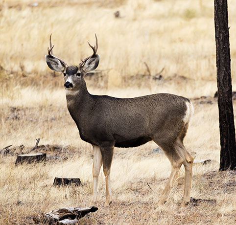 Mule Deer Odocoileus hemionus