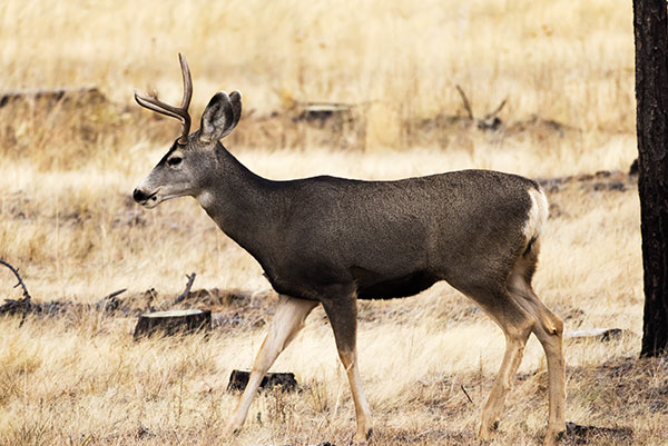 Mule Deer Odocoileus hemionus