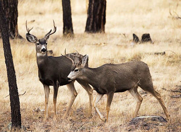 Mule Deer Odocoileus hemionus
