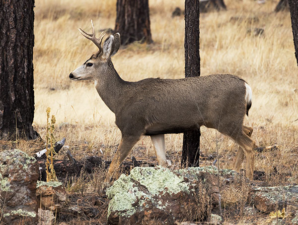 Mule Deer Odocoileus hemionus