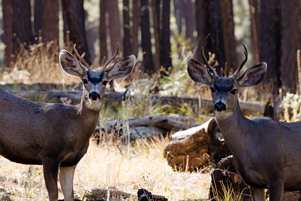 Mule Deer Odocoileus hemionus