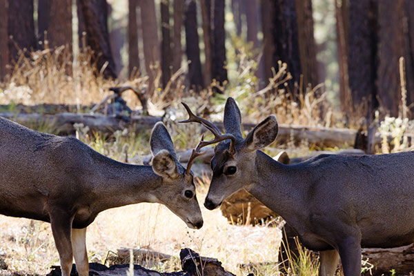 Mule Deer Odocoileus hemionus