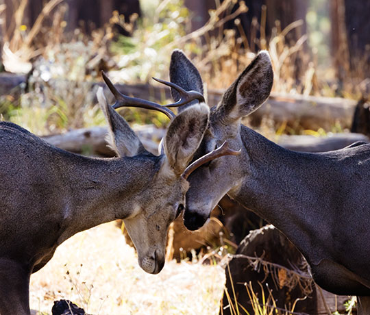 Mule Deer Odocoileus hemionus