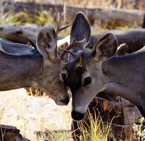 Mule Deer Odocoileus hemionus
