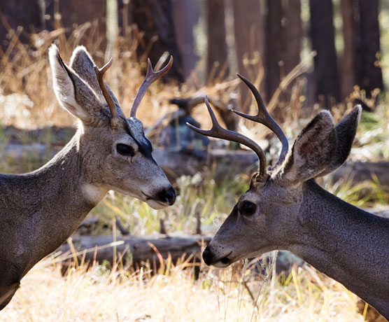 Mule Deer Odocoileus hemionus