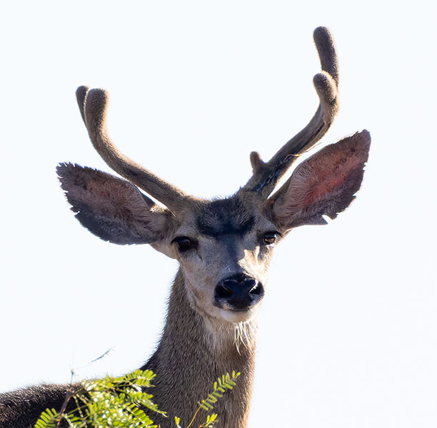 Mule Deer Odocoileus hemionus