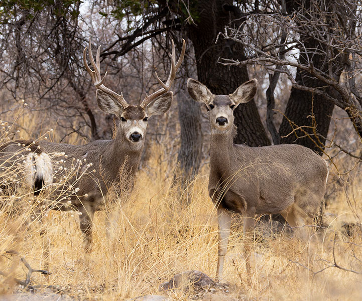 Mule Deer Odocoileus hemionus
