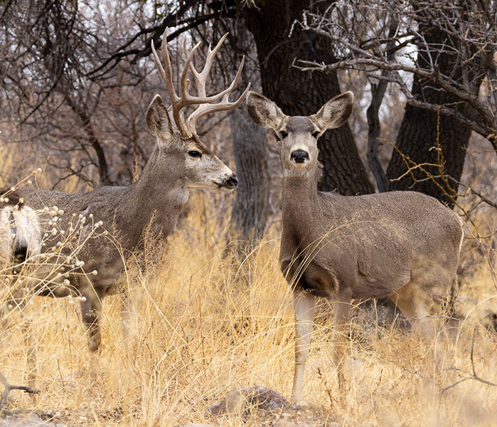 Mule Deer Odocoileus hemionus
