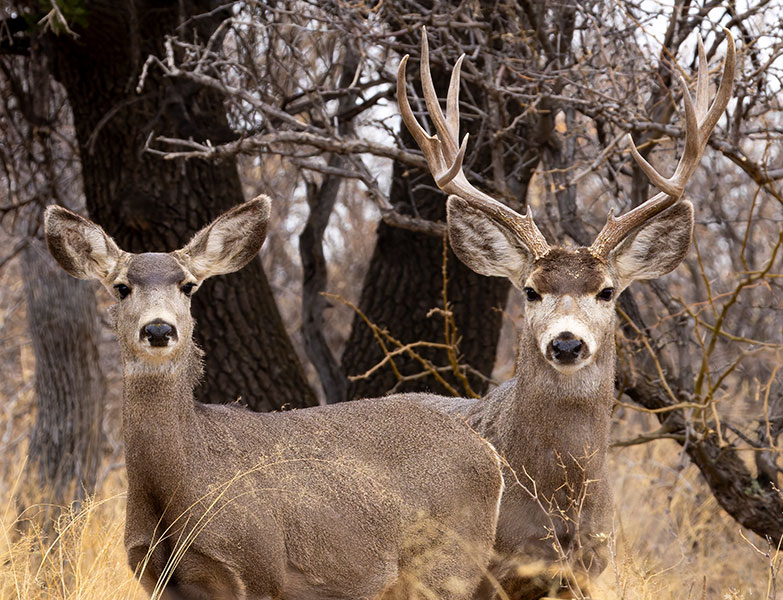 Mule Deer Odocoileus hemionus