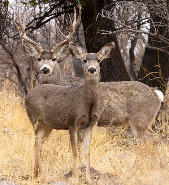 Mule Deer Odocoileus hemionus