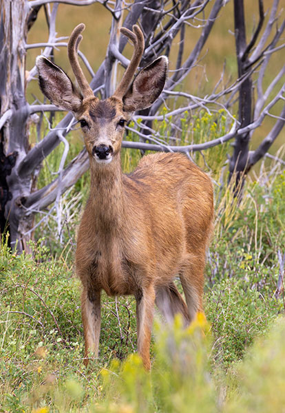 Mule Deer Odocoileus hemionus