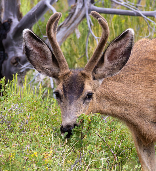 Mule Deer Odocoileus hemionus
