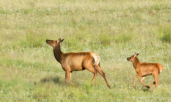 Cow and Calf Elk Cervus elaphus
