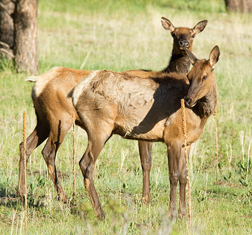 Cow  Elk Cervus elaphus