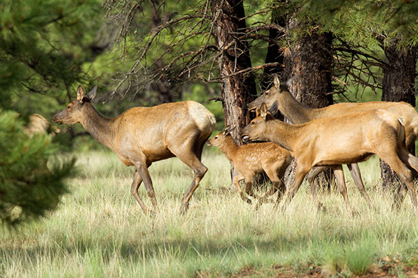 Elk Cervus elaphus