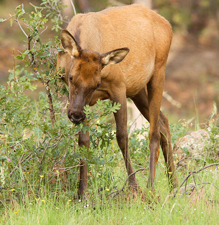 Elk Cervus elaphus