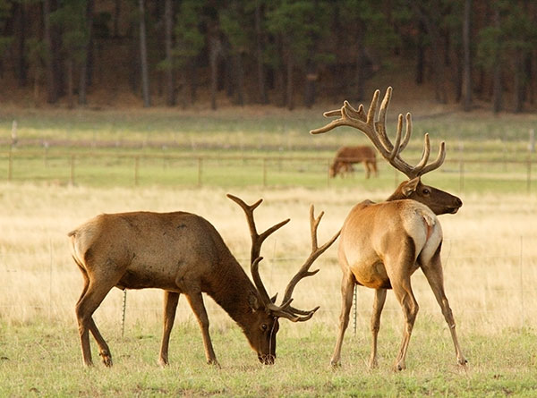 Elk Cervus elaphus