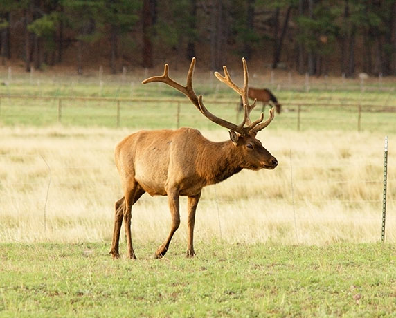 Elk Cervus elaphus