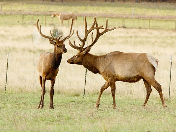 Elk Cervus elaphus