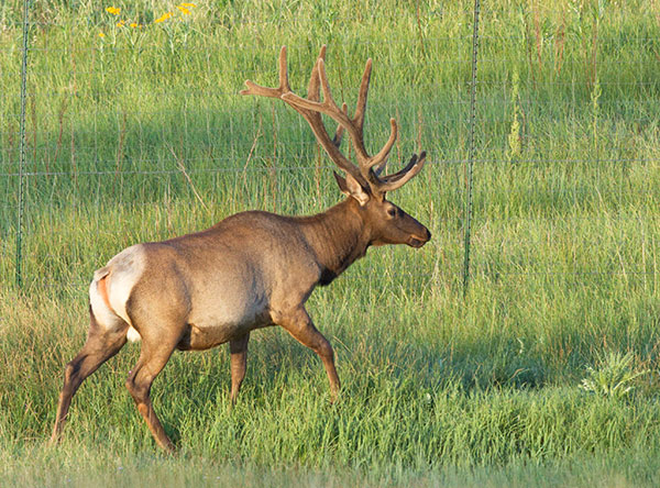 Elk Cervus elaphus