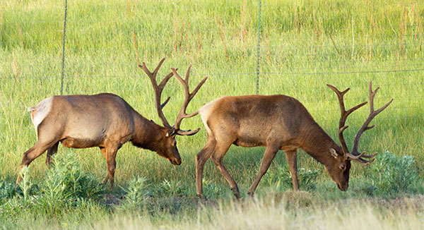 Elk Cervus elaphus