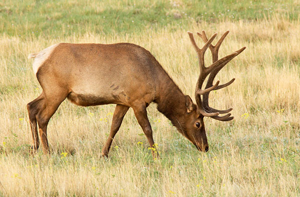 Elk Cervus elaphus