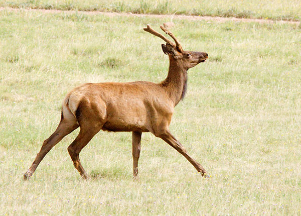 Elk Cervus elaphus