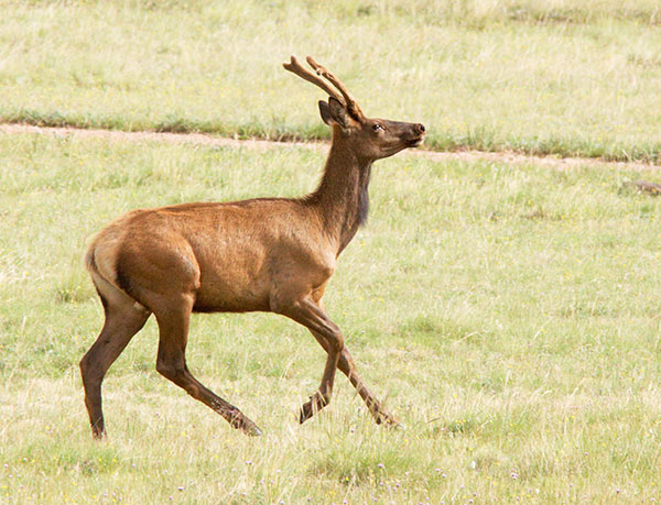 Elk Cervus elaphus
