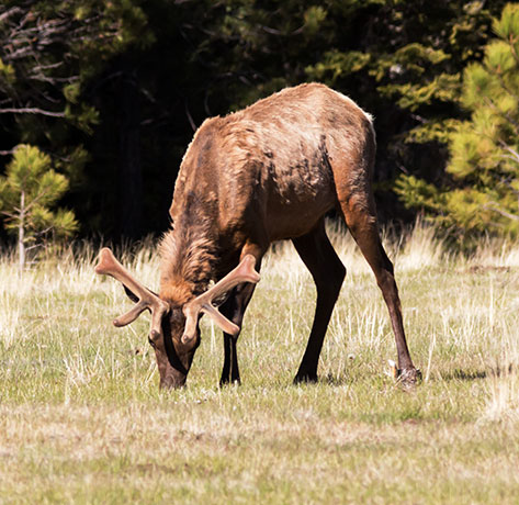 Elk Cervus elaphus