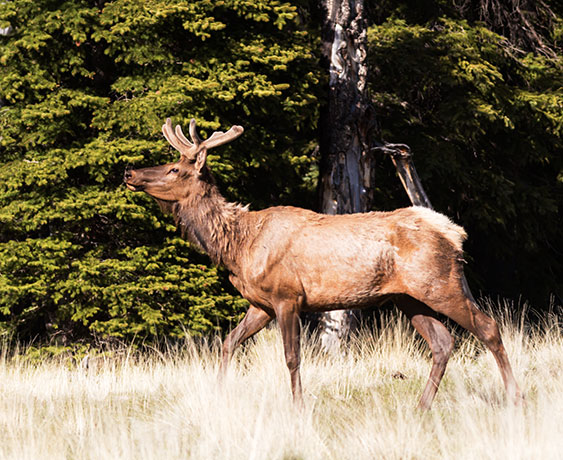 Elk Cervus elaphus