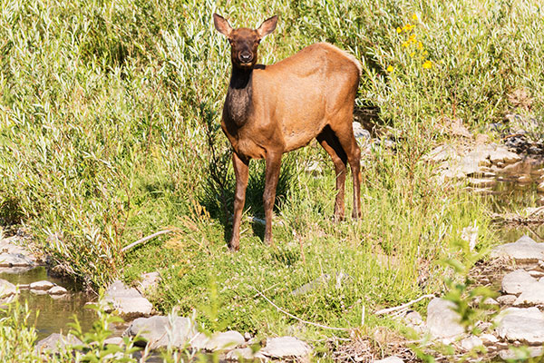 Elk Cervus elaphus