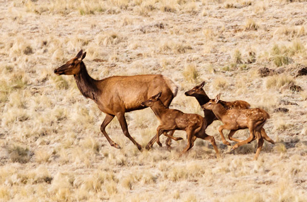 Elk Cervus elaphus