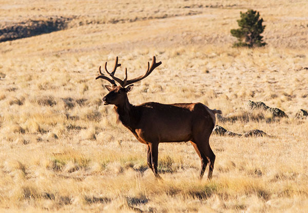 Elk Cervus elaphus