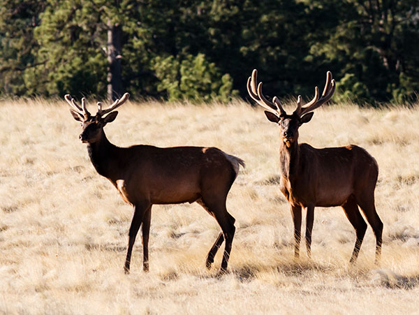 Elk Cervus elaphus