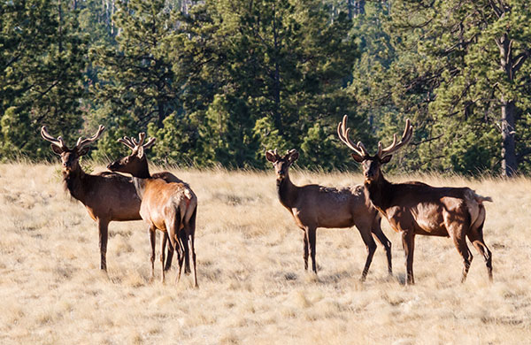 Elk Cervus elaphus