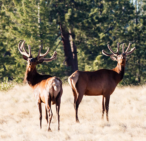 Elk Cervus elaphus