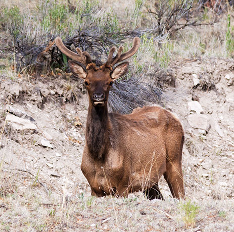 Elk Cervus canadensis Cervus elaphus