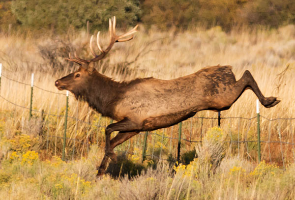 Elk Cervus canadensis Cervus elaphus