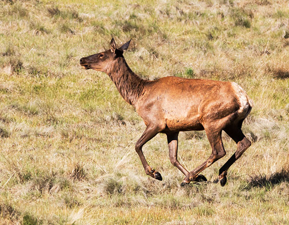 Elk Cervus canadensis Cervus elaphus